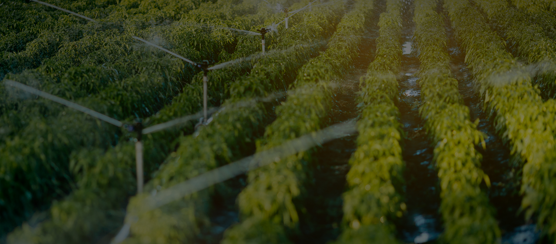 Công ty TNHH Công nghệ Alahot (Chiết Giang)